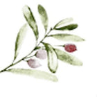 Der Stoff Musselin Zweige grün rot auf Weiß BLU SSS115 von KraftKids zeigt ein Aquarelldesign aus grünen Zweigen mit zwei hellvioletten und einer roten Beere, das zeitlose Eleganz auf einem strahlend weißen Hintergrund zeigt.